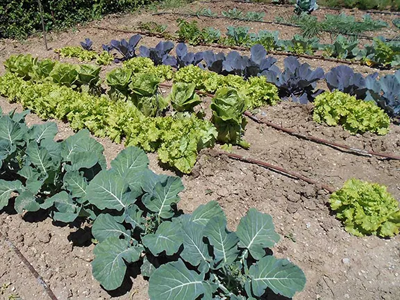 Brassicas and Lettuce