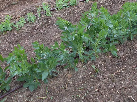 Peas and broad beans doing well