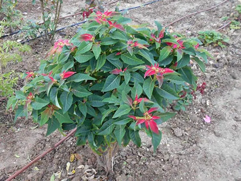 A Poinsettia transplanted last January from its pot