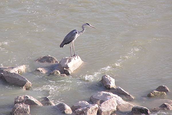A heron on the Rio Guadalquivir at Cordoba