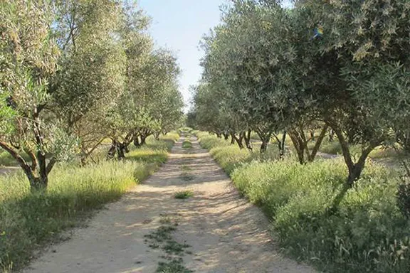 The path alongside the Rio Guadalquivir