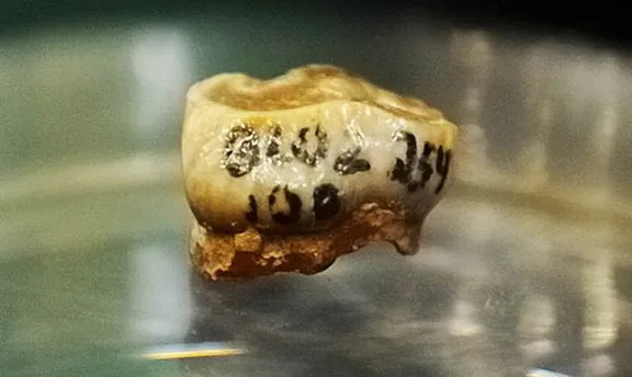 The disputed molar from Orce