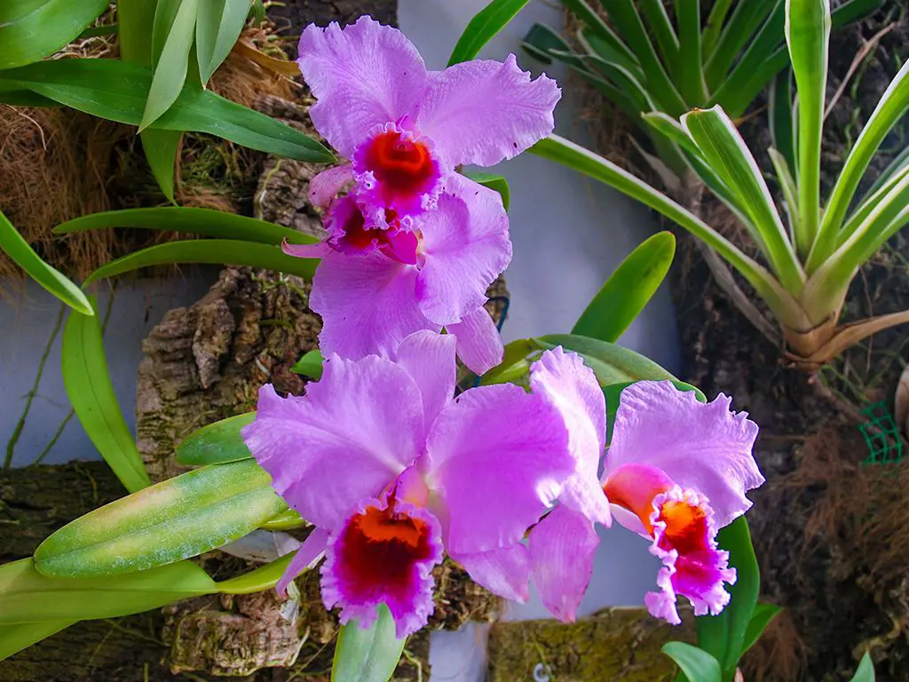 Orchid House or Orquidarium and Botanical Garden