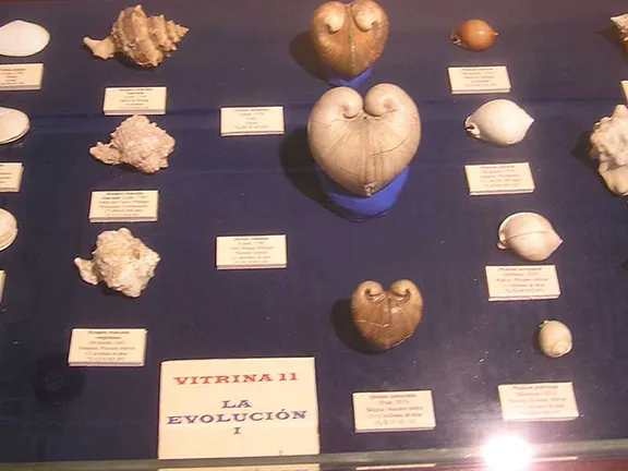 Evolution of molluscs Malaga province in Andalucia