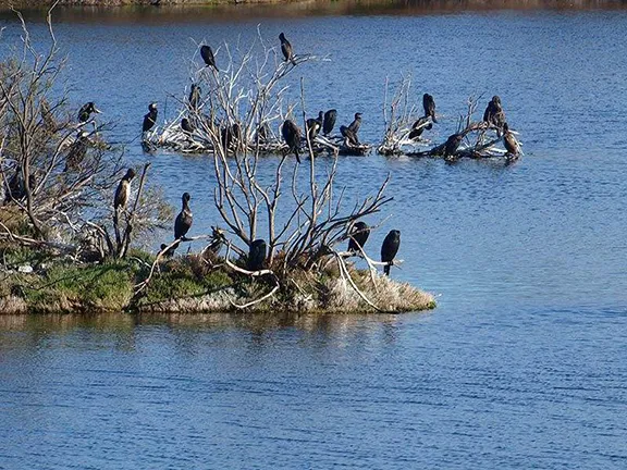 Cormorants - Guadalhorce Estuary Paraje Natural