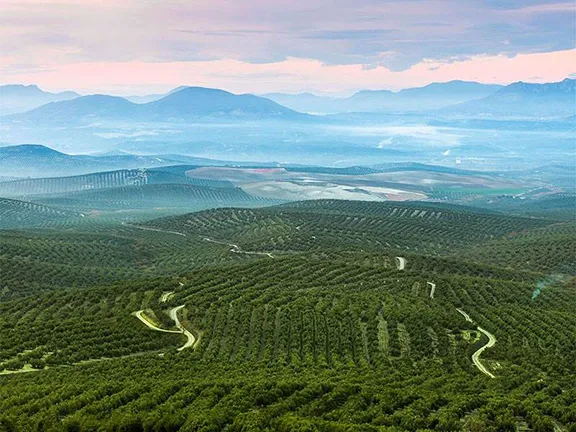 Olive Trees in Jaen province