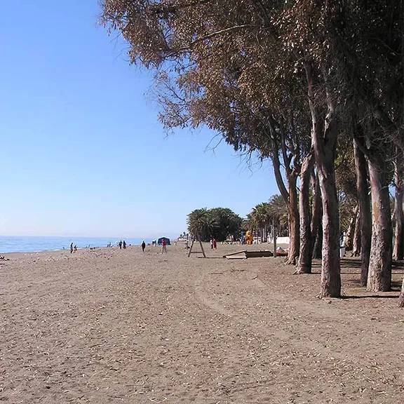 Eucalyptus trees shade the beach