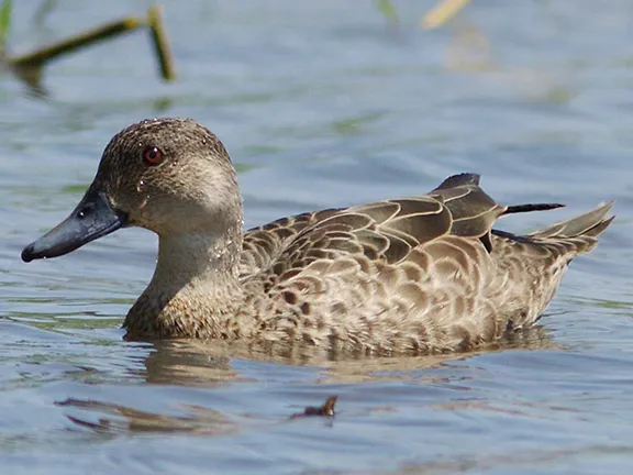 Grey Teal