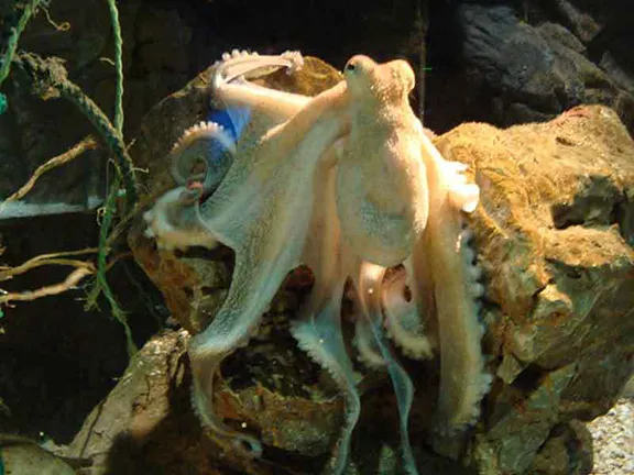 Octopus, Benalmadena Sealife