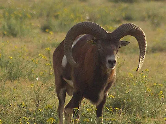 Mouflon Jaen province in Andalucia