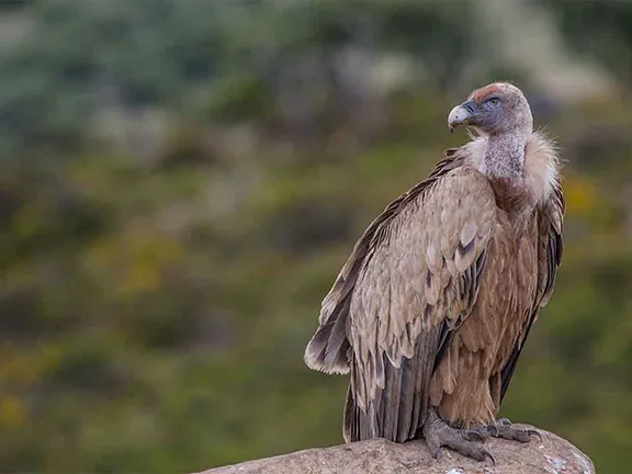 Griffon vulture Sierra de Hornachuelos