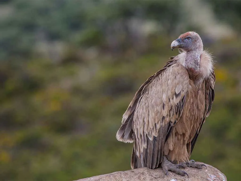 Griffon vulture Sierra de Hornachuelos