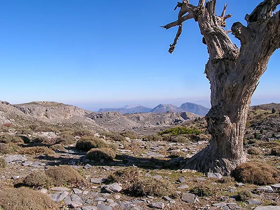 Stunted oak on Torrecilla