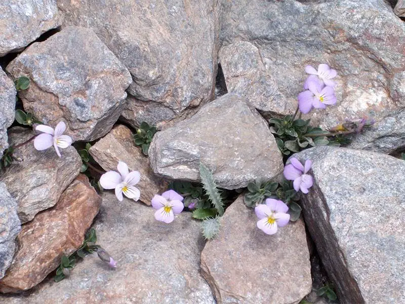Sierra Nevada violet