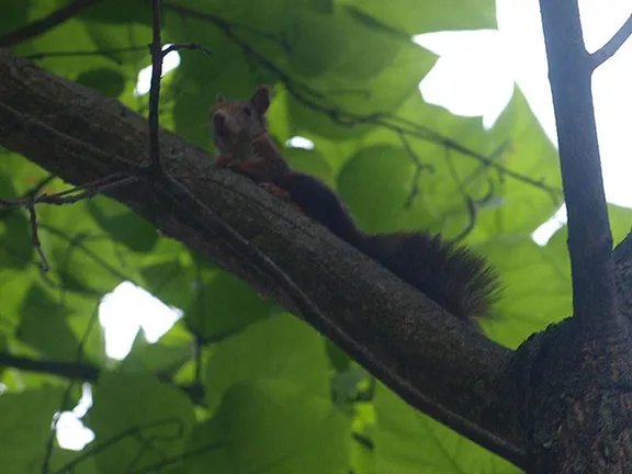 Red squirrel at Cazorla