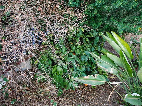 Overgrown orange tree