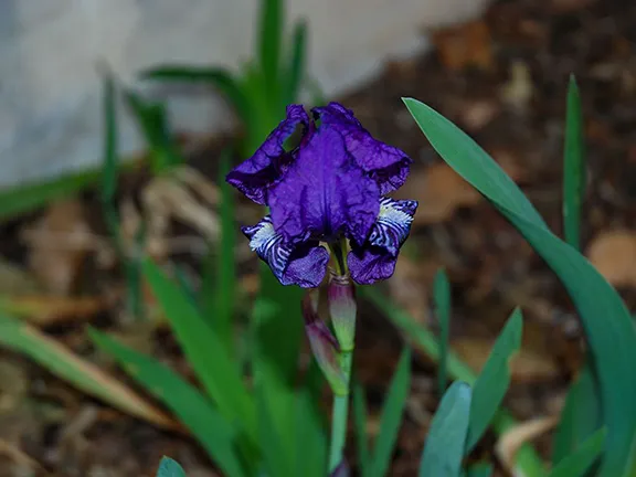 Spanish Iris