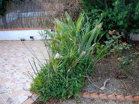 Strelitzia and grass