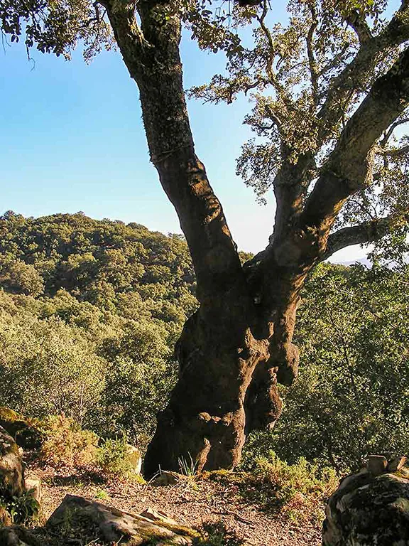 An old cork oak