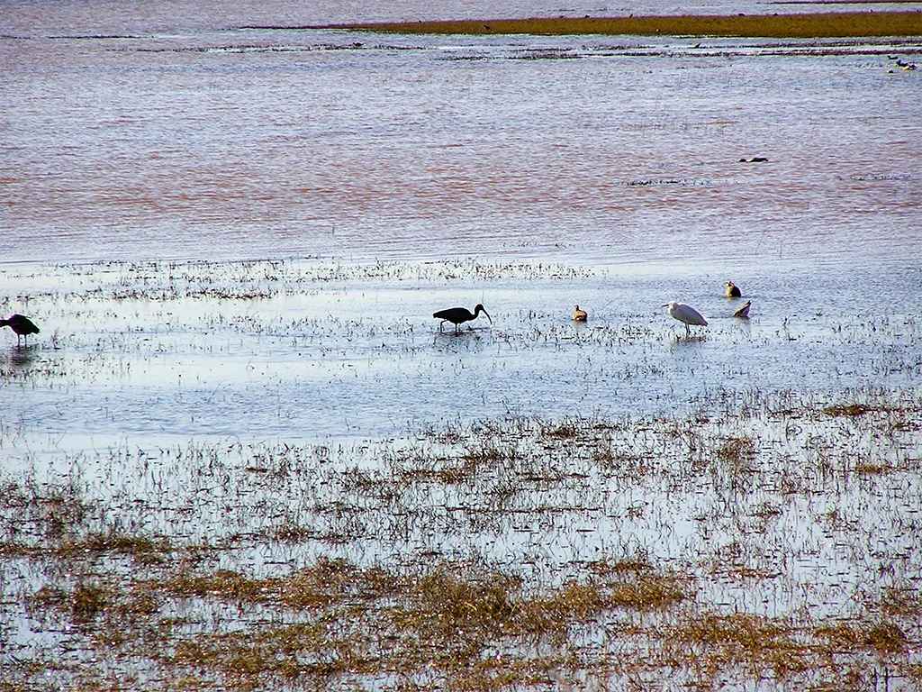 Doñana in 2015 - very wet