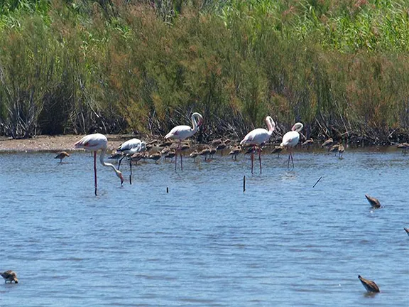 Marismas del Odiel Paraje Natural