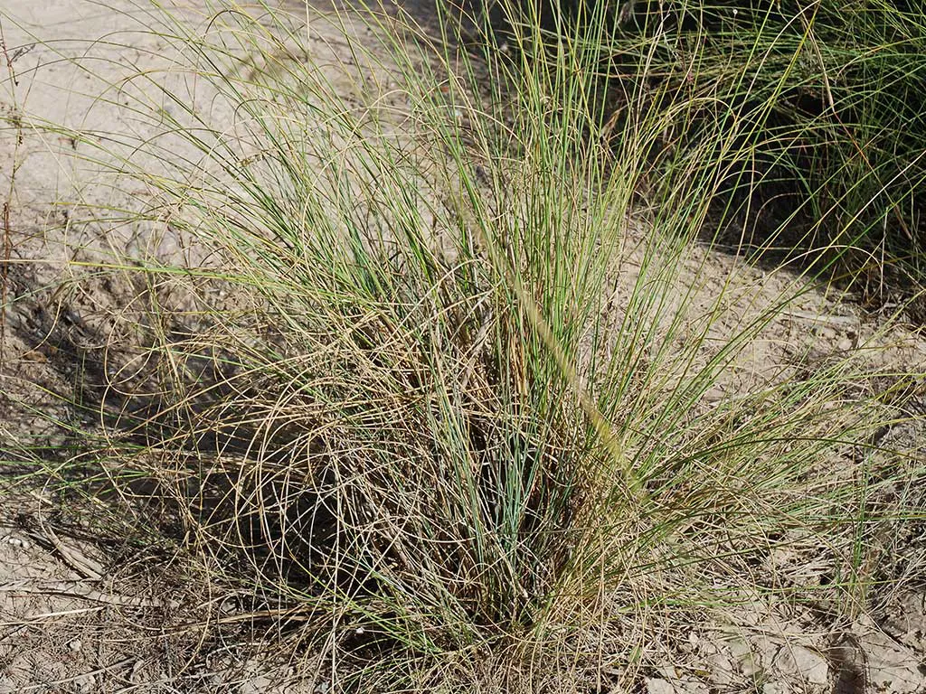 Esparto grass in Granada province