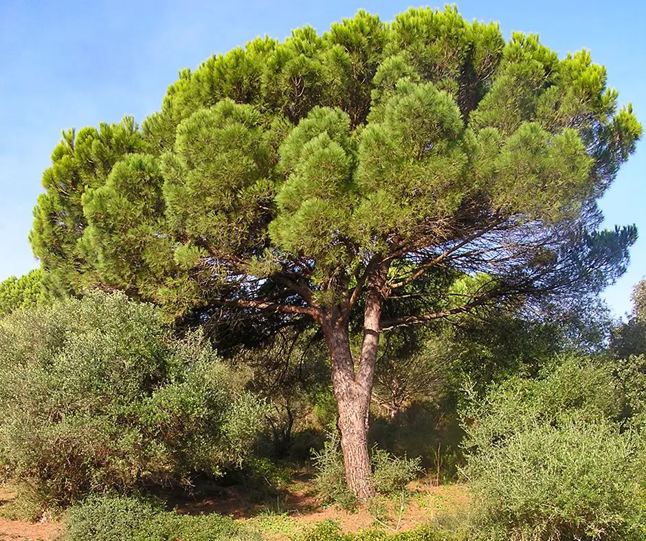 Stone Pine in Pinar del Rey, San Roque, Cadiz province