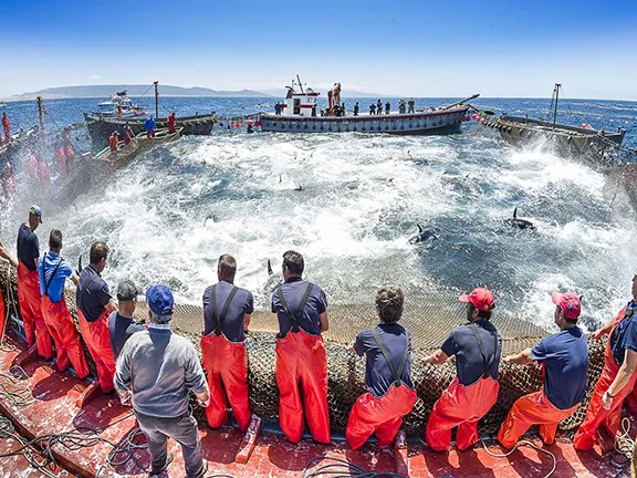 Almadraba off Cadiz - Courtesy of Diario de Cadiz