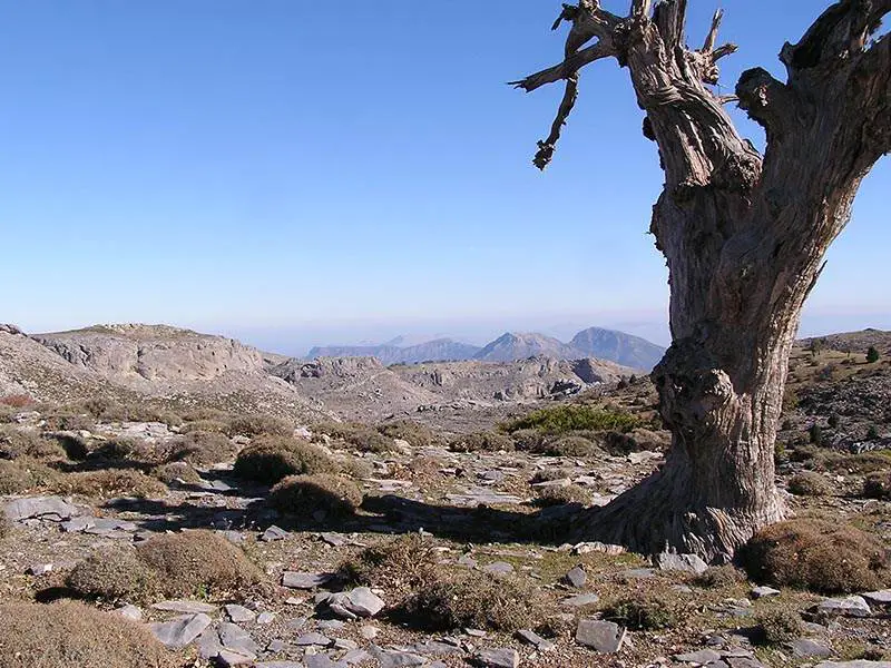 Stunted Oak, Torrecilla