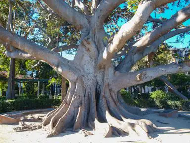 One of the largest Ficus Trees in Cadiz Province
