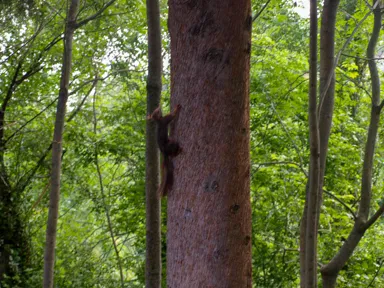 Red Squirrel playing in a Tree