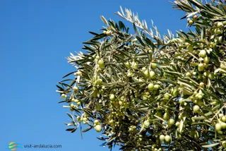 Olive Trees in Jaen province
